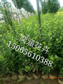 莱芜鹏新绿化苗木 优质金叶女贞与各类绿化苗木一站式采购