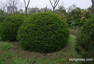 青州球类绿化苗木市场行情解析 专业视角下的鹏新绿化苗木