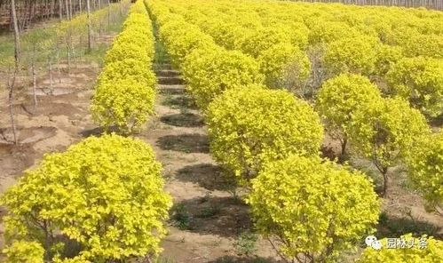 筑邦学堂 | 彩叶苗木市场潜力巨大，发展前必读 鹏新绿化苗木的市场洞察与战略指南