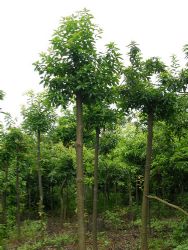 鹏新绿化苗木 精选328种苗木产品与图片信息，打造绿色生态新景观