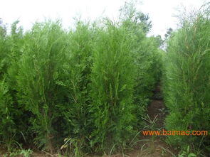 山西运城绛县通达苗木基地 绿化苗木与农副产品的综合供应平台