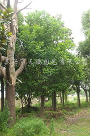 泰兴市天鹏园艺及鹏新绿化苗木报价与服务指南