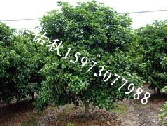 优质大叶女贞苗木——鹏新绿化，您的专业绿化供应伙伴